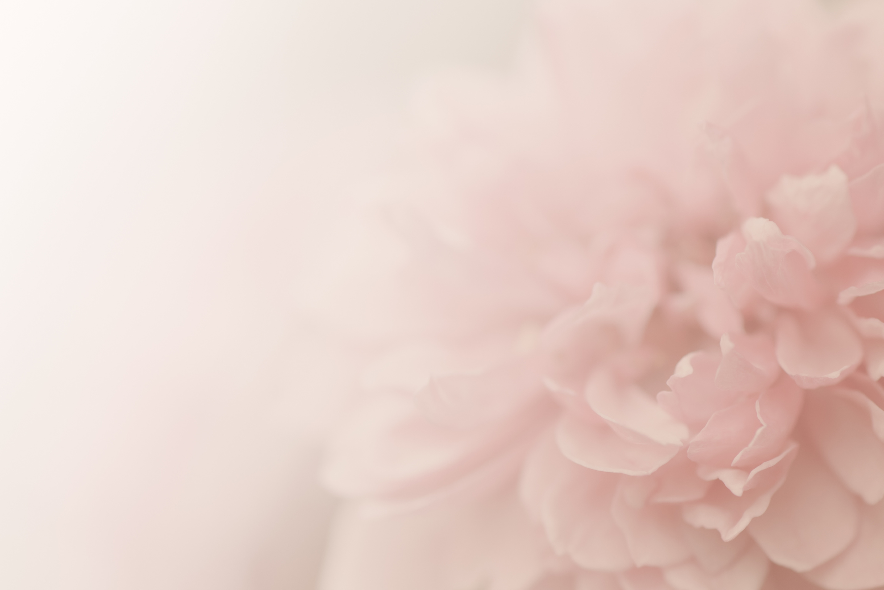 Pink rose, soft background.