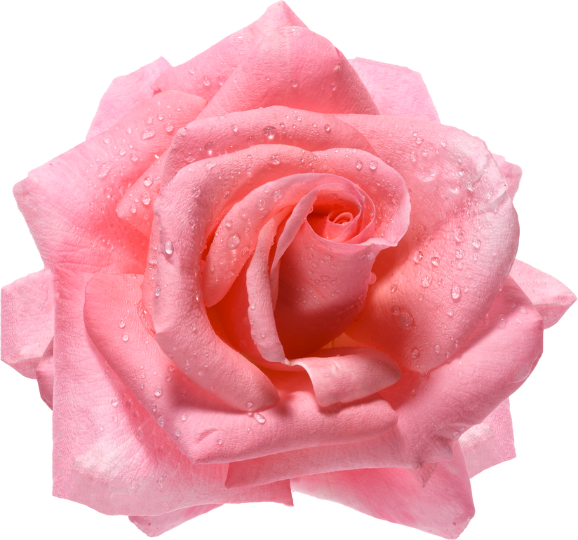 Blooming Pink Rose Cutout 