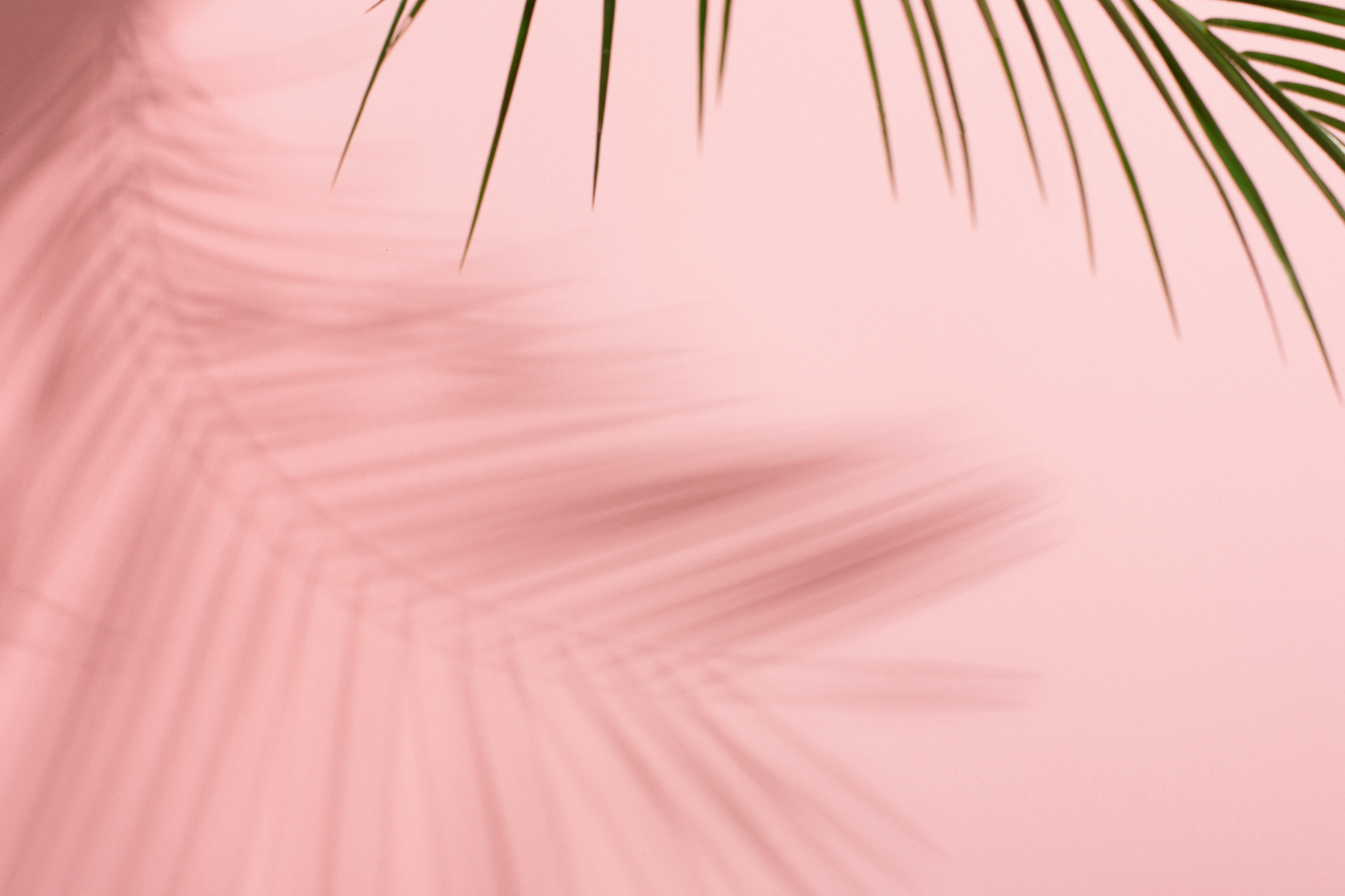 Pink Background with Fern Shaddow 